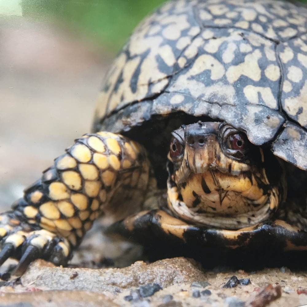 🐢Fine Art Print - Box Turtle